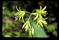 01010-00140-Yellow Flowers-Blue-bead Lily.jpg