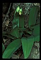 01010-00141-Yellow Flowers-Blue-bead Lily.jpg