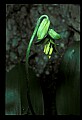 01010-00142-Yellow Flowers-Blue-bead Lily.jpg