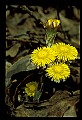 01010-00146-Yellow Flowers-Coltsfoot.jpg