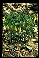01010-00147-Yellow Flowers-Wild Oats.jpg