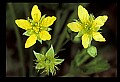 01010-00160-Yellow Flowers-Barren Strawberry.jpg