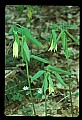 01010-00162-Yellow Flowers-Large-flowered Bellwort.jpg