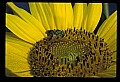 01010-00182-Yellow Flowers.jpg