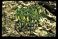 01010-00195-Yellow Flowers.jpg