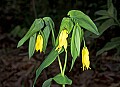 1-6-07-00027 wild oats.jpg