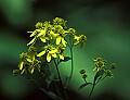 1-6-07-00135 yellow flower-don't know.jpg
