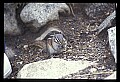 02400-00103-Colorado Scenes-Chipmunk.jpg