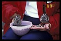 02400-00107-Colorado Scenes-Chipmunk.jpg