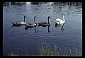90100-00035-Denmark and Sweden.jpg
