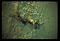 02500-00030-Florida Scenes.jpg