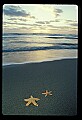 02500-00206-Florida Scenes.jpg