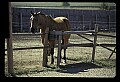 04302-00065-South Dakota Scenes.jpg