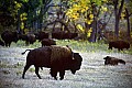 04301-00004-South Dakota State Parks-Buffalo, Custer State Park.jpg