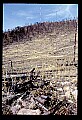 04301-00011-South Dakota State Parks-Custer State Park, Forest Fire Damage.jpg